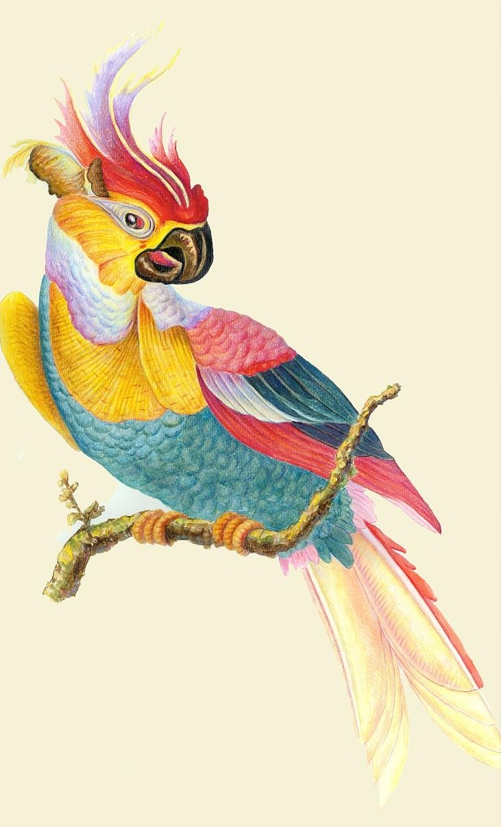 手绘鹦鹉