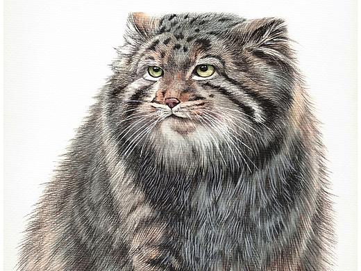 兔猻 白頭硬尾鴨 金雕 天山馬鹿 北山羊（個人主頁-ZMjg5MzgzOTY=） - 藝術(shù)插畫 - 站酷設計師jane7841原創(chuàng)素材 - 站酷ZCOOL