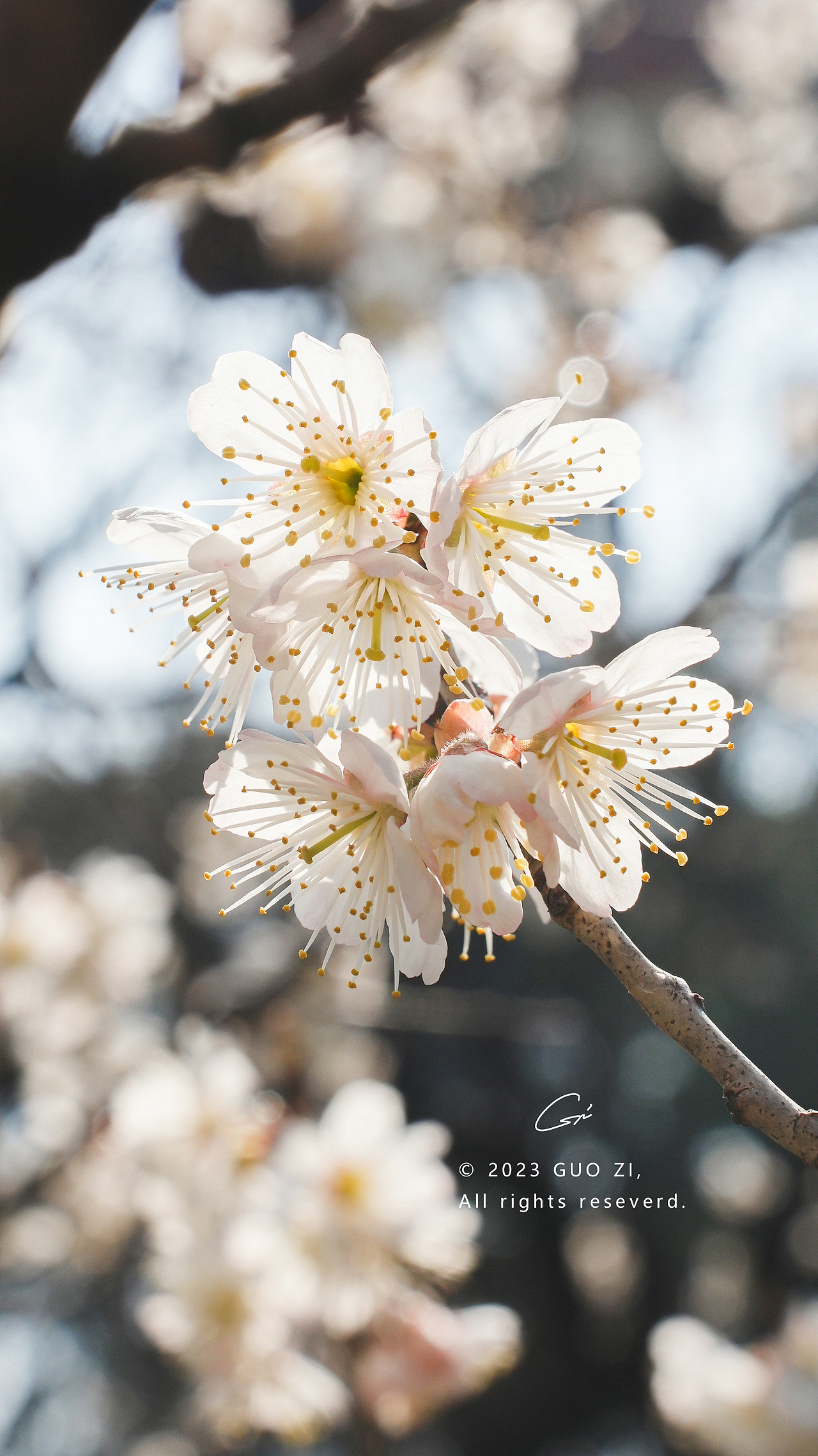 南京玄武湖樱桃花