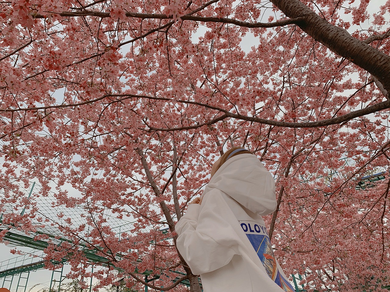 樱花盛开（图ZMjQzMjA3ODQ0） - 人像摄影 - 站酷设计师Crystal11gao原创素材 - 站酷ZCOOL