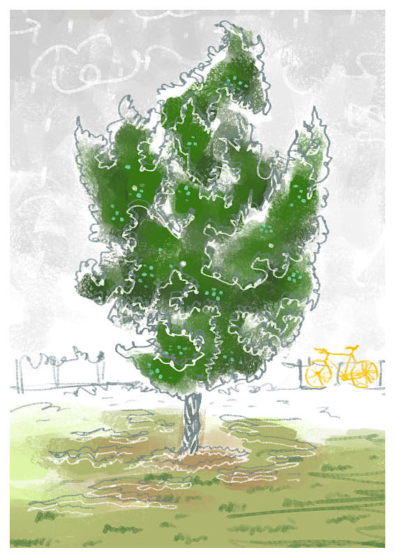 心中的一棵松柏。