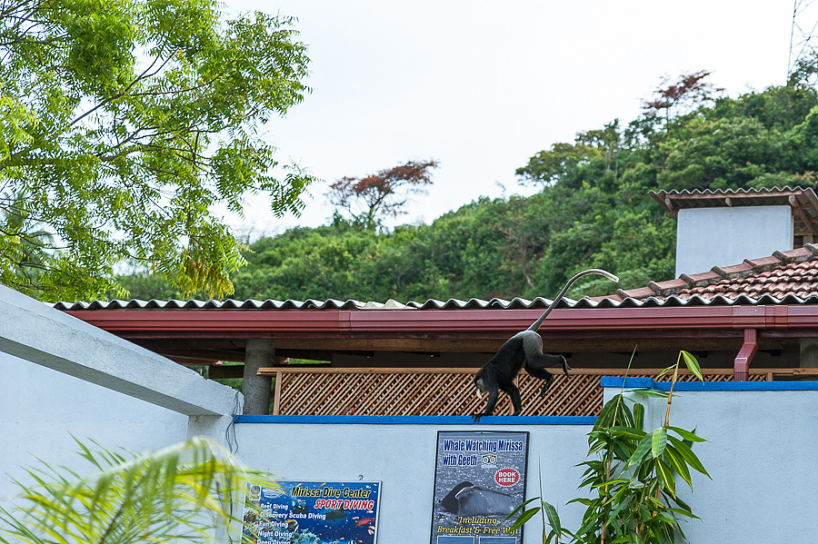 清晨Mirissa（图ZNDExNTIyODg=） - 风光摄影 - 站酷设计师janction原创素材 - 站酷ZCOOL