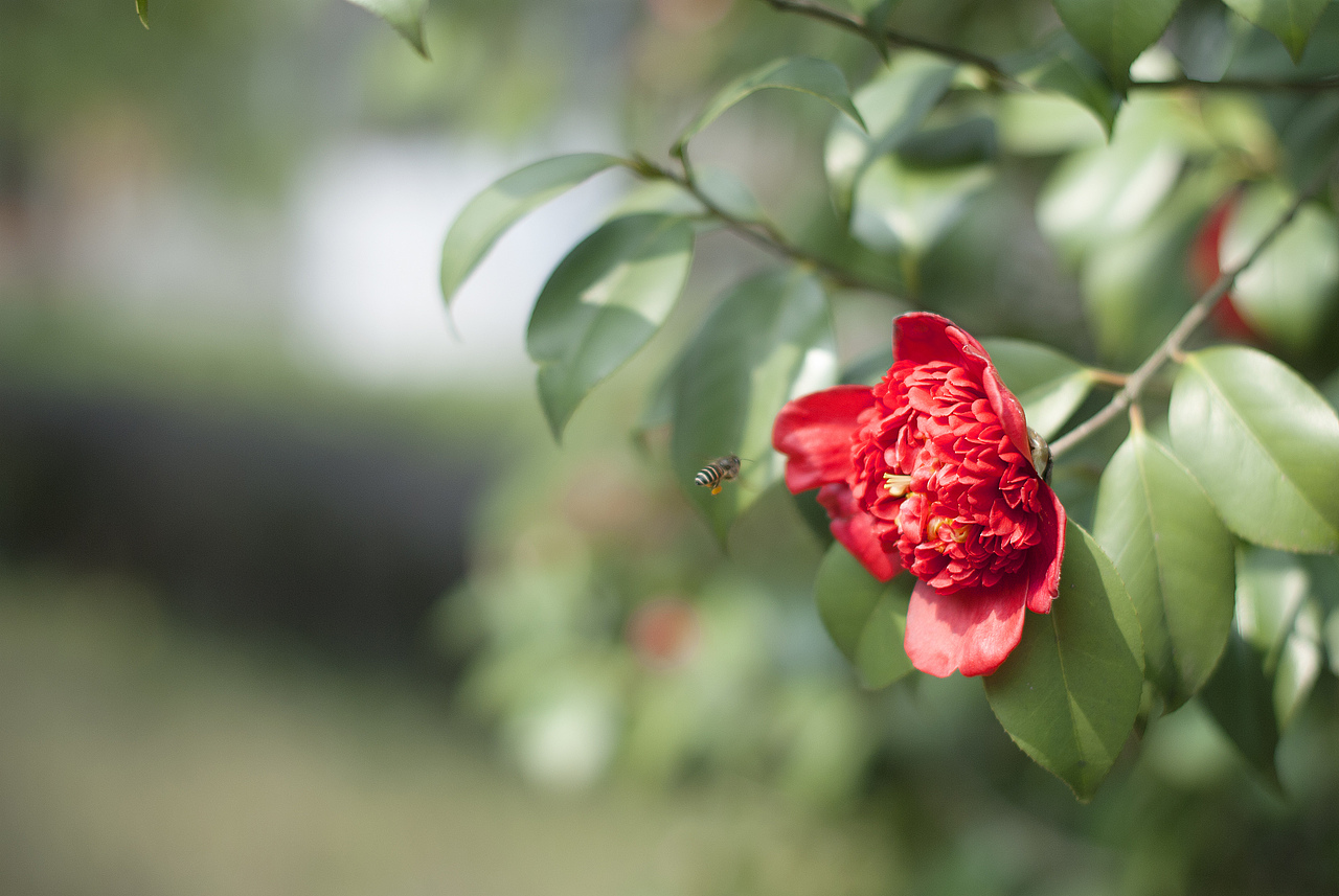茶花