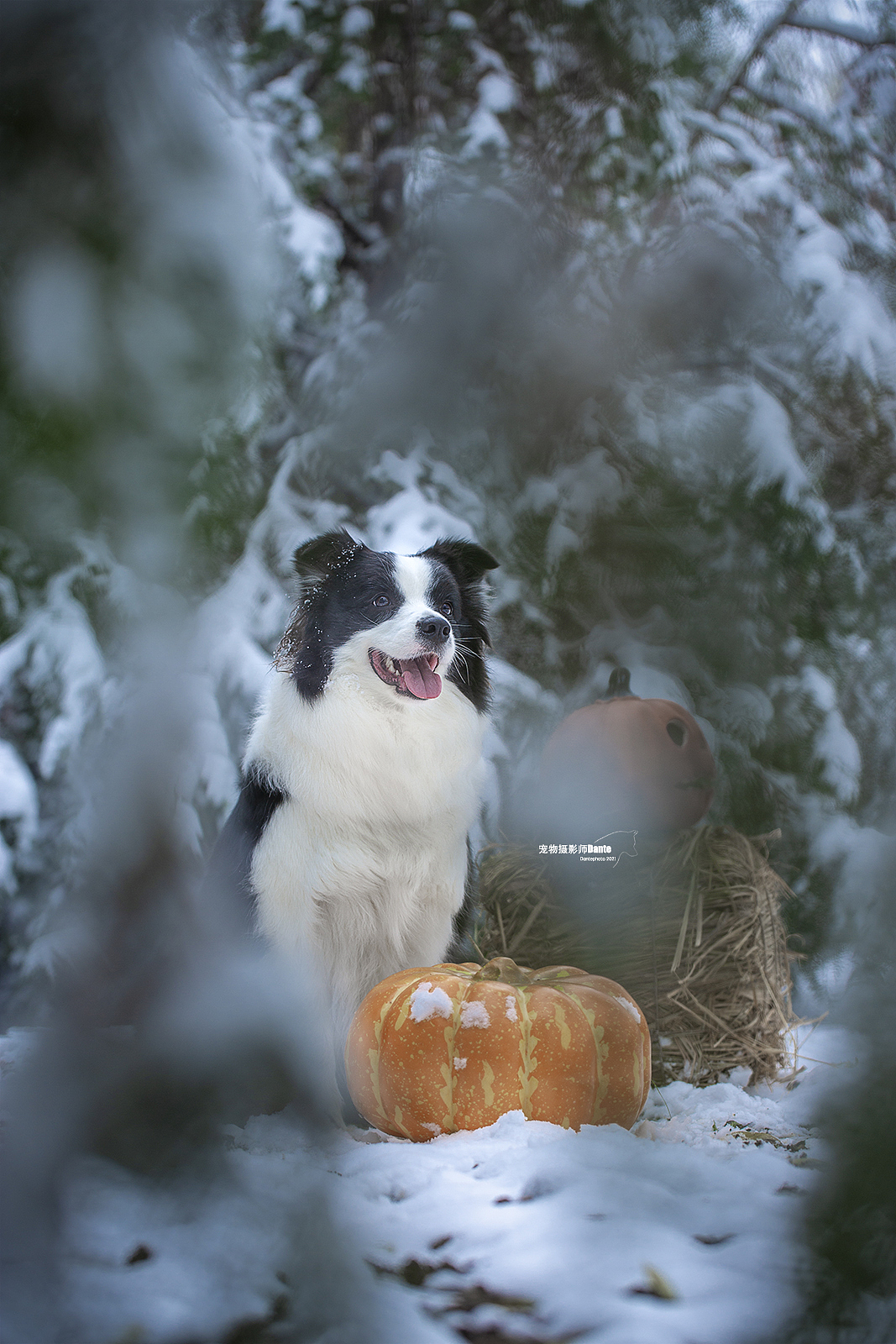 雪景边牧（图ZMjgwNTM3NTUy） - 宠物摄影 - 站酷设计师dantephoto原创素材 - 站酷ZCOOL