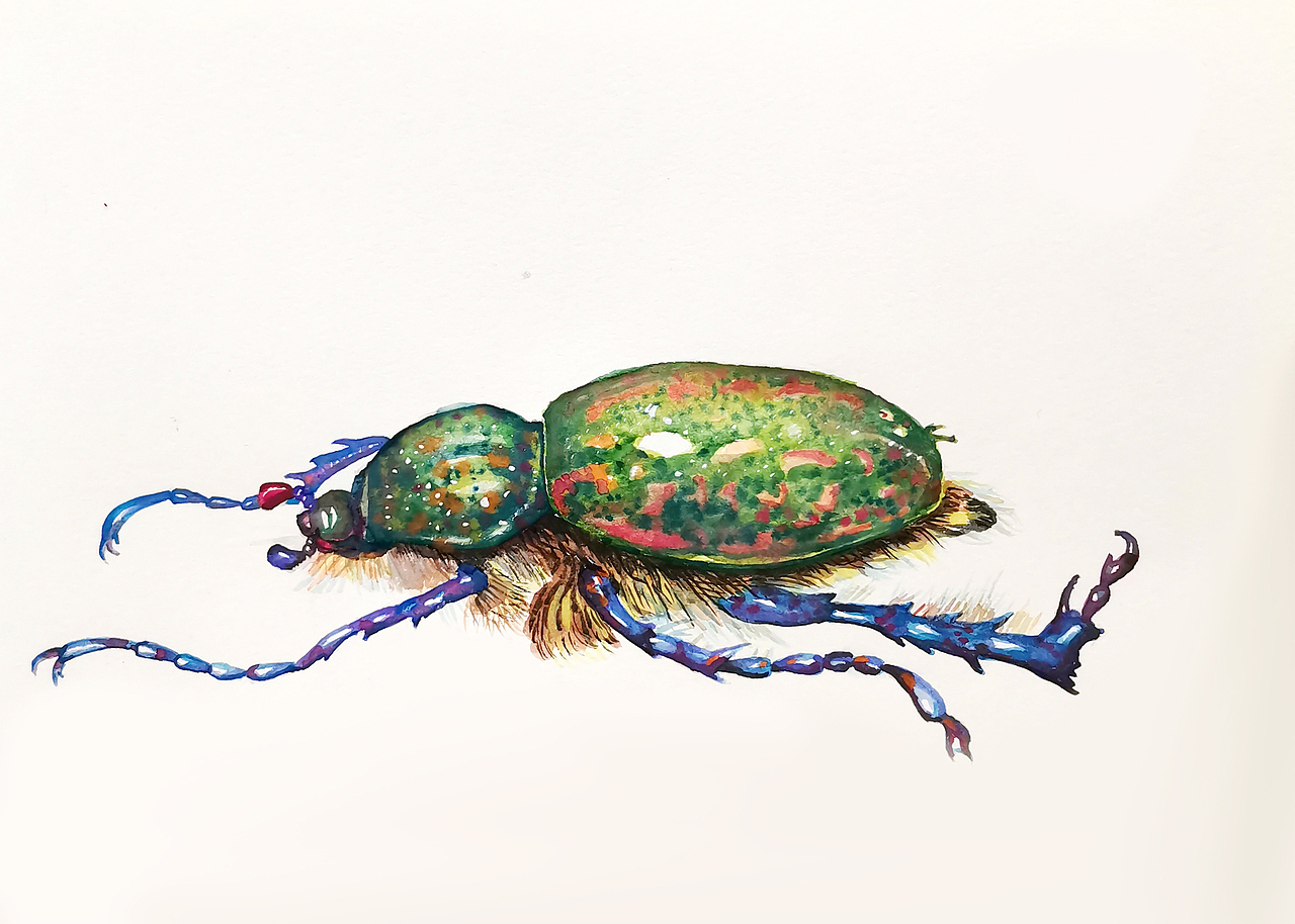 甲壳虫以及飞鸟练习