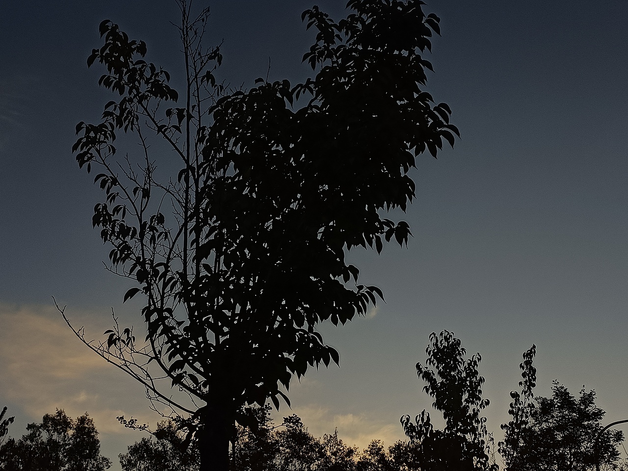 连树都是爱我的形状耶