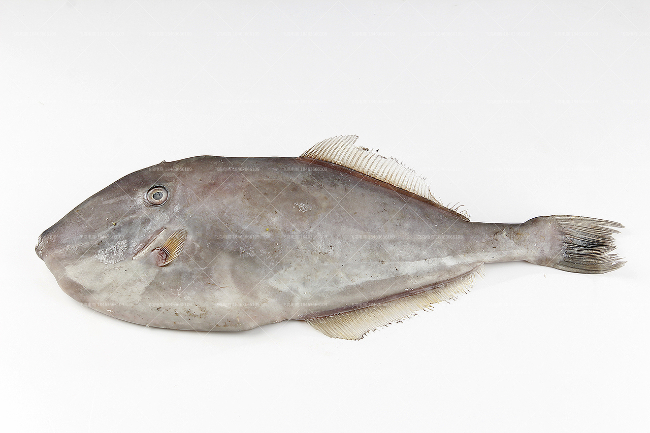 拍照又认识了一堆鱼鱼虾虾丨海鲜拍起来丨飞鸟电商