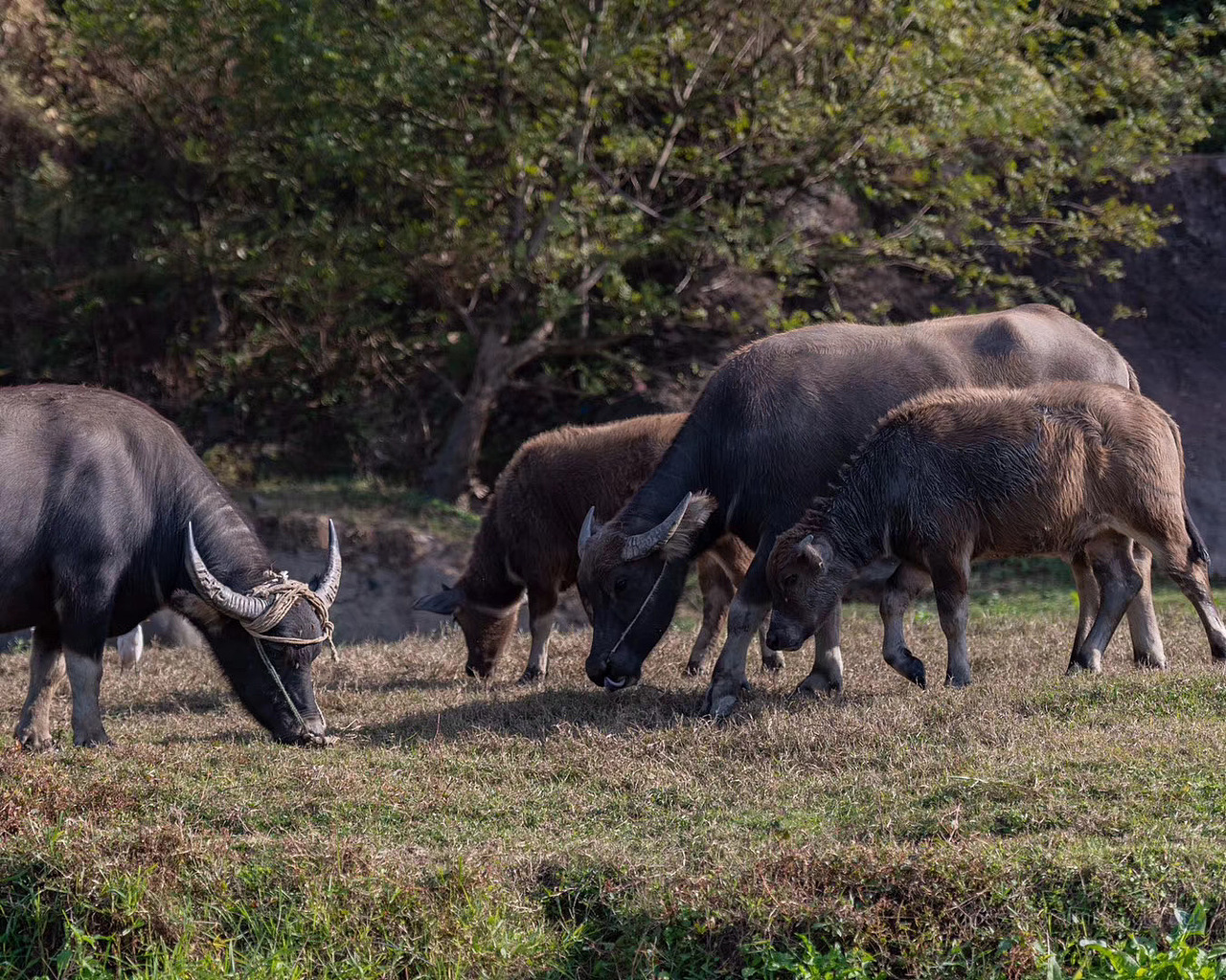 嬉戲中的??（圖ZMjM0MzI3Nzg0） - 人文/紀實攝影 - 站酷設計師游在外面的魚原創(chuàng)素材 - 站酷ZCOOL