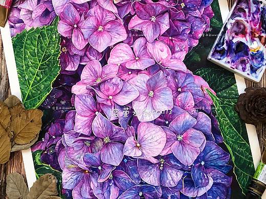 溶萱水彩习作《Hydrangea》