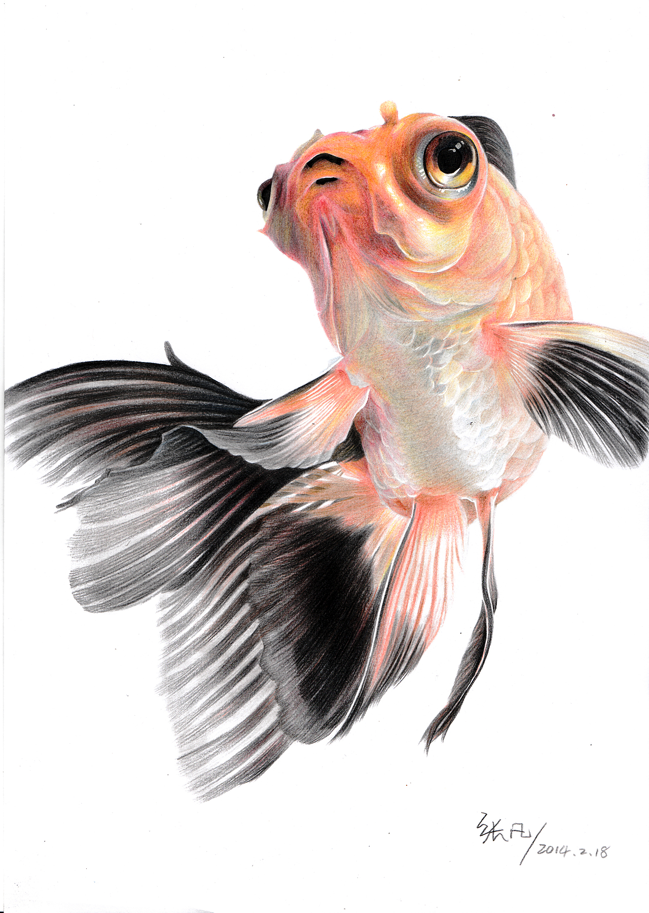 手绘金鱼