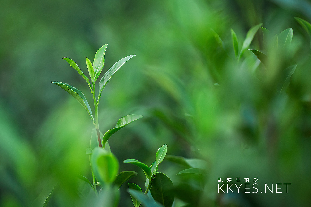 茶叶 茶场 茶馆 拍摄 静物产品摄影（图ZNjA1MzIzMDQ=） - 产品摄影 - 站酷设计师金光高照商业摄影原创素材 - 站酷ZCOOL