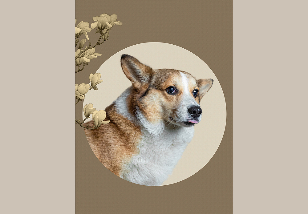 柯基可骑四岁生日纪念照片（图ZMTk5OTE0ODE2） - 宠物摄影 - 站酷设计师佳佳与可骑原创素材 - 站酷ZCOOL