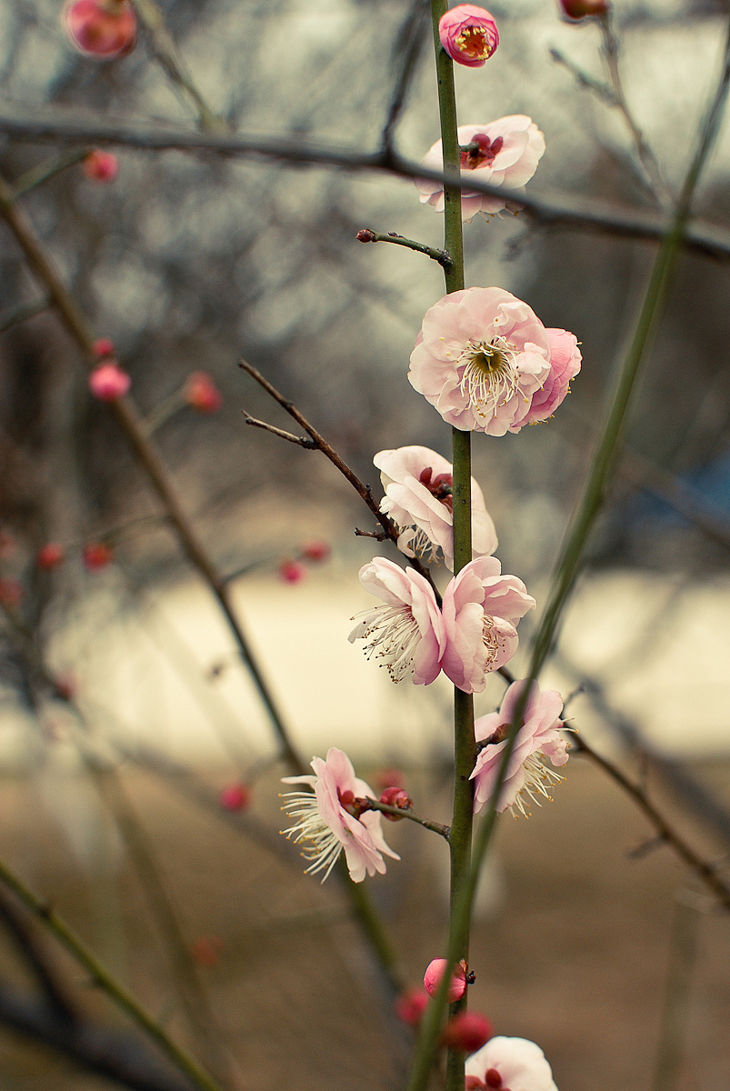 早梅-悄悄开放的那簇梅花