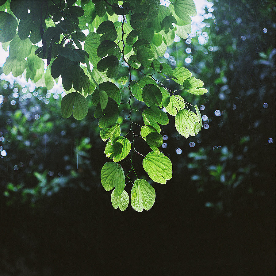 夏 雨（图ZMTA1MjMyMTY=） - 风光摄影 - 站酷设计师hehemiss原创素材 - 站酷ZCOOL