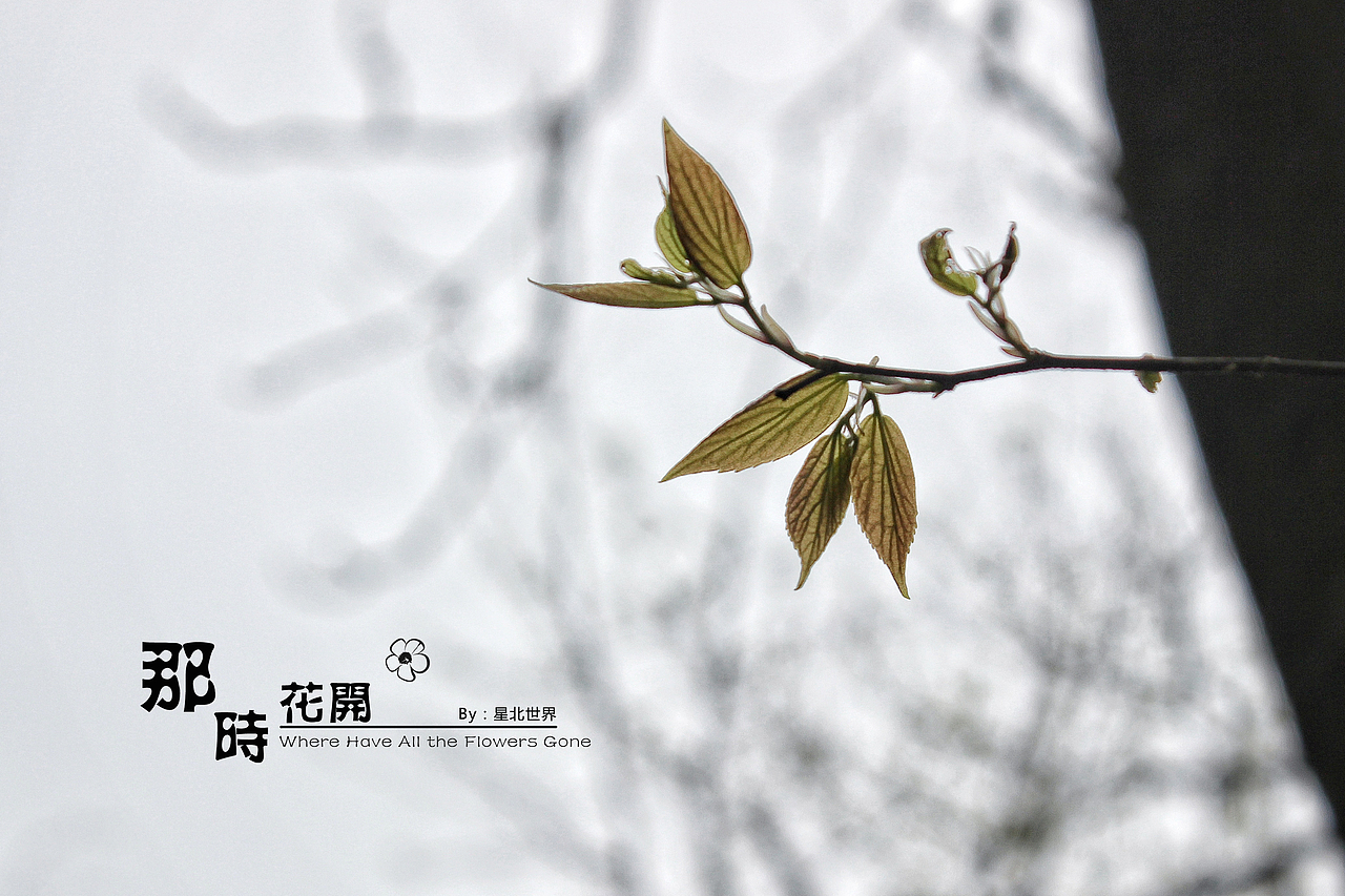 未闻花名——那时花开（二）（图ZNzQ4OTA0ODg=） - 修图/后期 - 站酷设计师星北世界原创素材 - 站酷ZCOOL