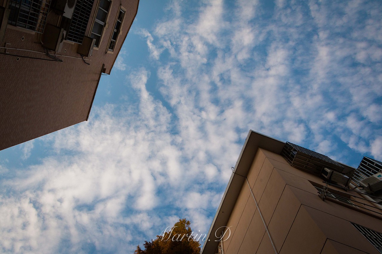 流浪猫系列之哥俩好