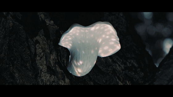 唤醒了树上沉睡的蘑菇和昆虫...