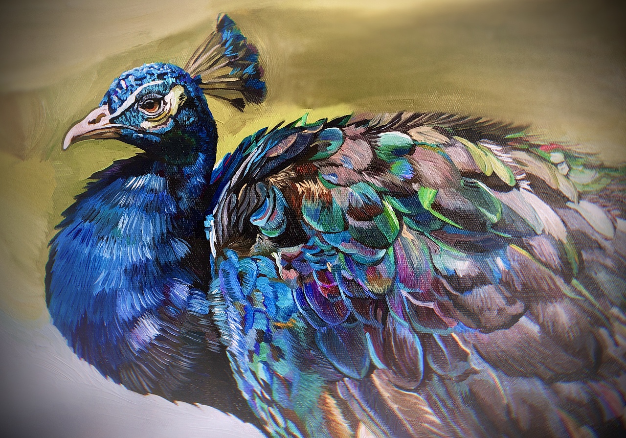 孔雀油画 - 原创作品 - 站酷(zcool)