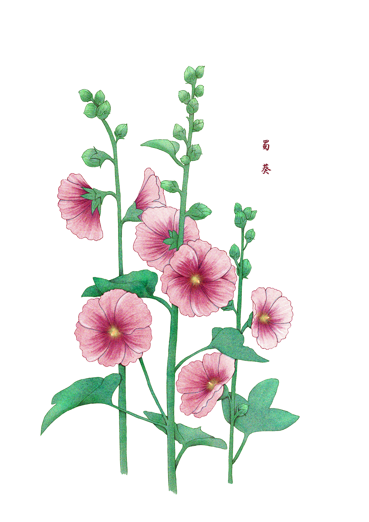 花卉植物练习——蜀葵（图ZMjAwODcxNjky） - 创作习作 - 站酷设计师春风一叶舟原创素材 - 站酷ZCOOL