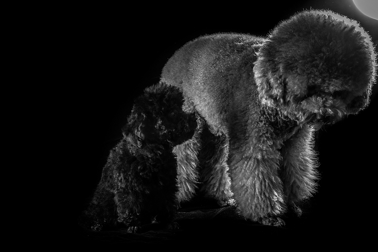 随手拍丨巨兽豆宝