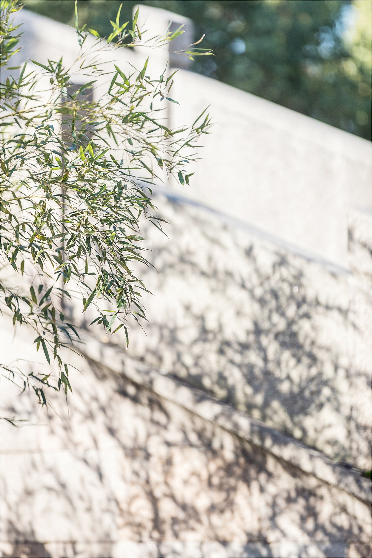 2020周庄古镇春色