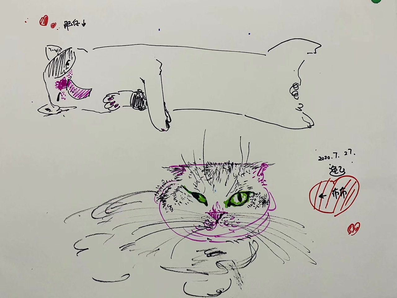 贪睡小猫 和肥胖小猫