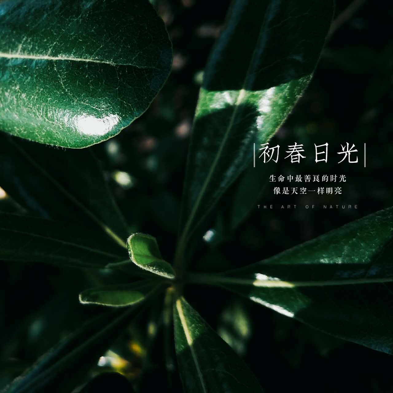 初春日光（图ZNzcyNjM2MDA=） - 产品摄影 - 站酷设计师什苡原创素材 - 站酷ZCOOL