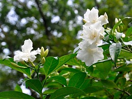 盛开的紫色洋槐花