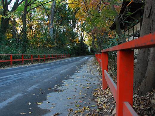 京都 鸭川 下鸭神社糺之森 枫叶 红叶（个人主页-ZMzI4NzQxNzY=） - 风光摄影 - 站酷设计师摄影鸡与咖啡虎原创素材 - 站酷ZCOOL