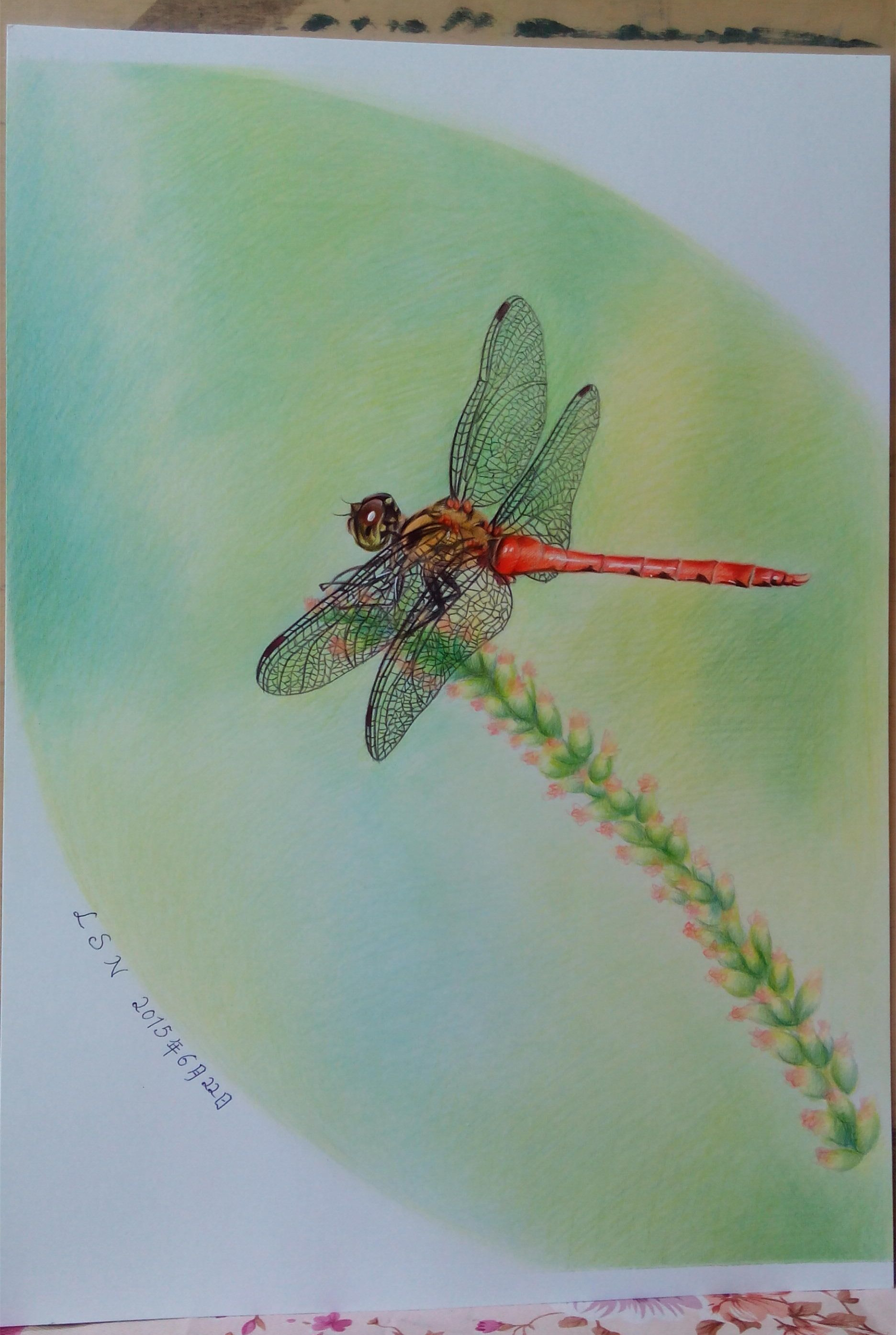 彩铅画荷花蜻蜓图片