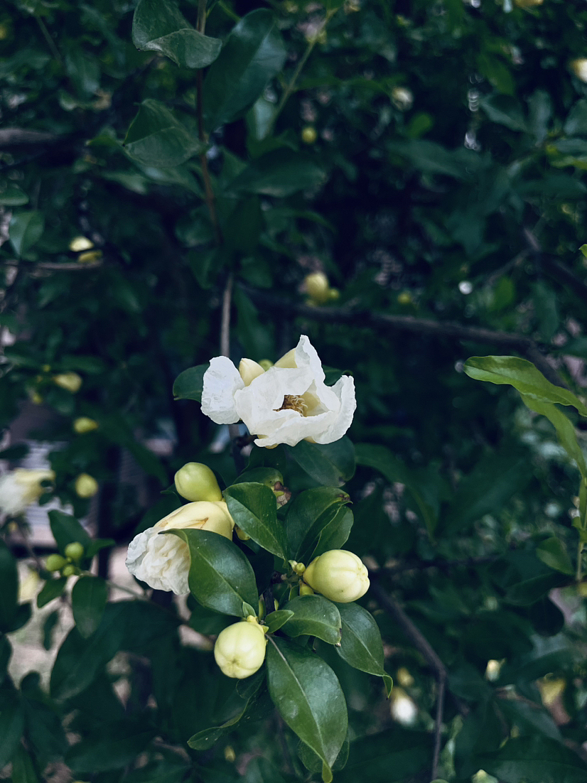 石榴花开（图ZMzQwODMxNjAw） - 风光摄影 - 站酷设计师心羽原创素材 - 站酷ZCOOL