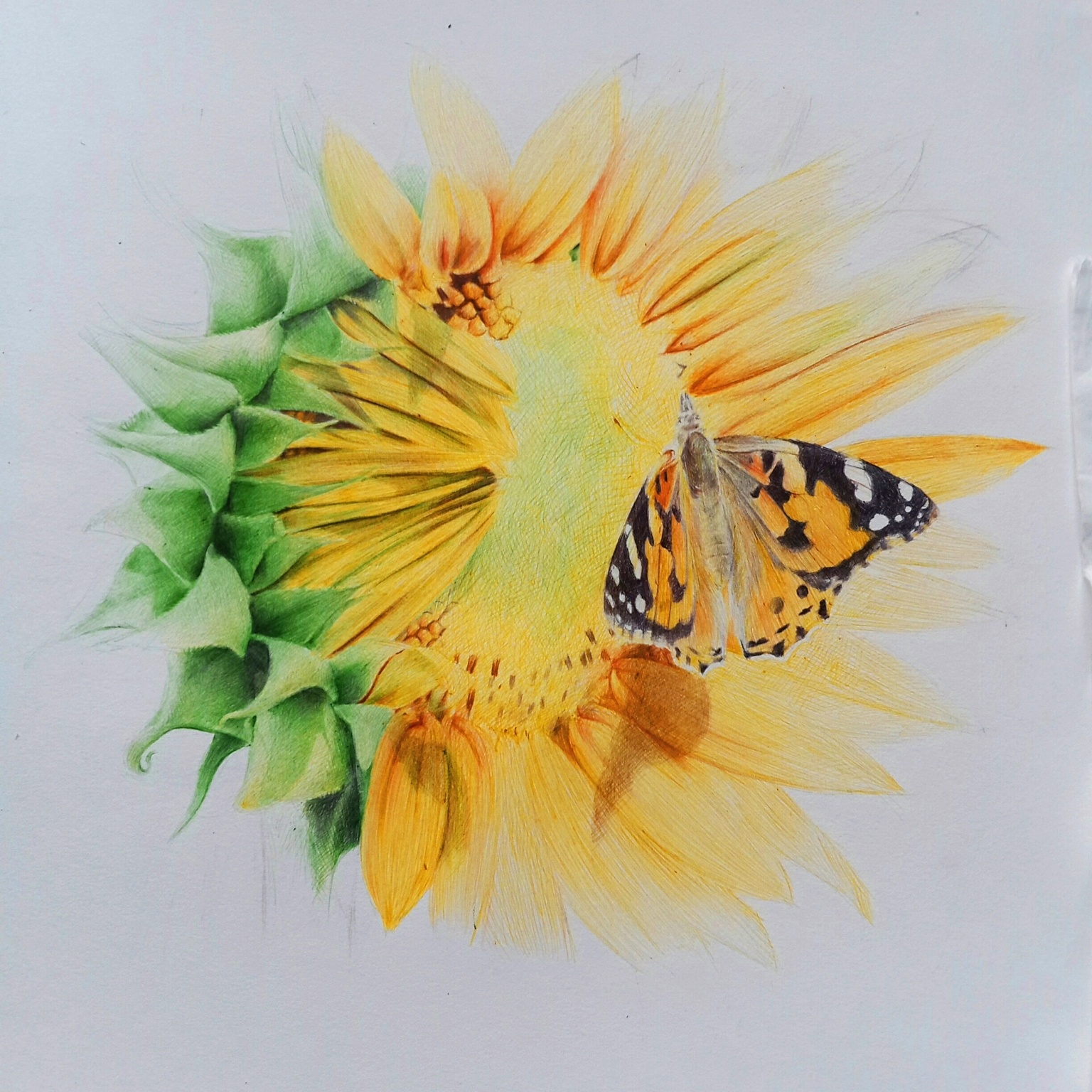 彩色圆珠笔画——蝶恋花