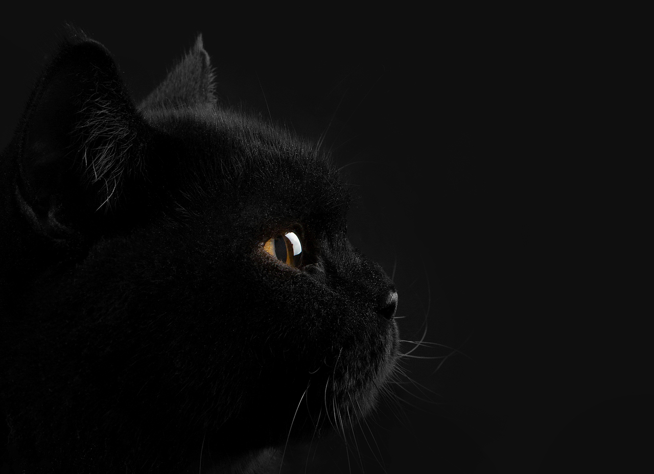 【動物照相館】黑貓（图ZMjMzMzQ1NDY0） - 宠物摄影 - 站酷设计师温文尔雅GJ原创素材 - 站酷ZCOOL