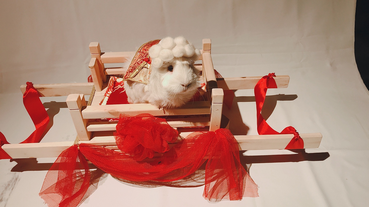 豚鼠婆婆--御撵