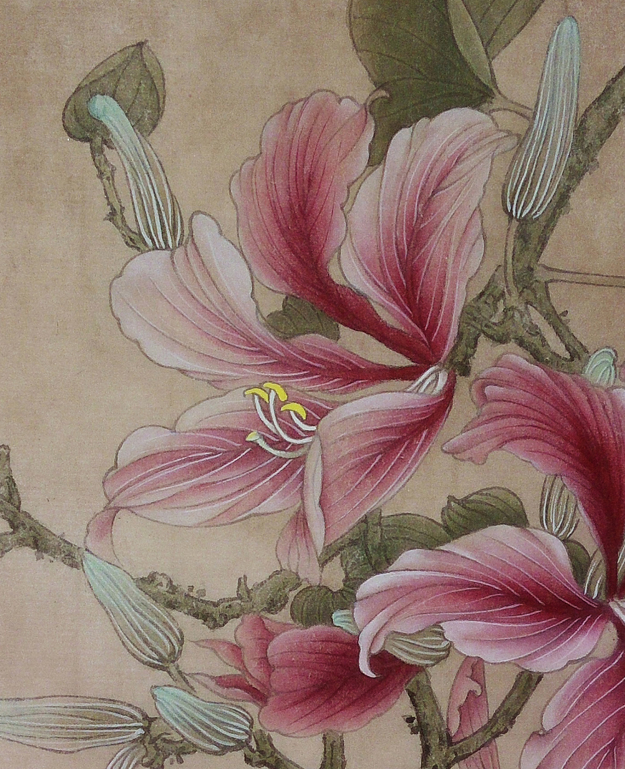 手绘-工笔-油桐花与蝶