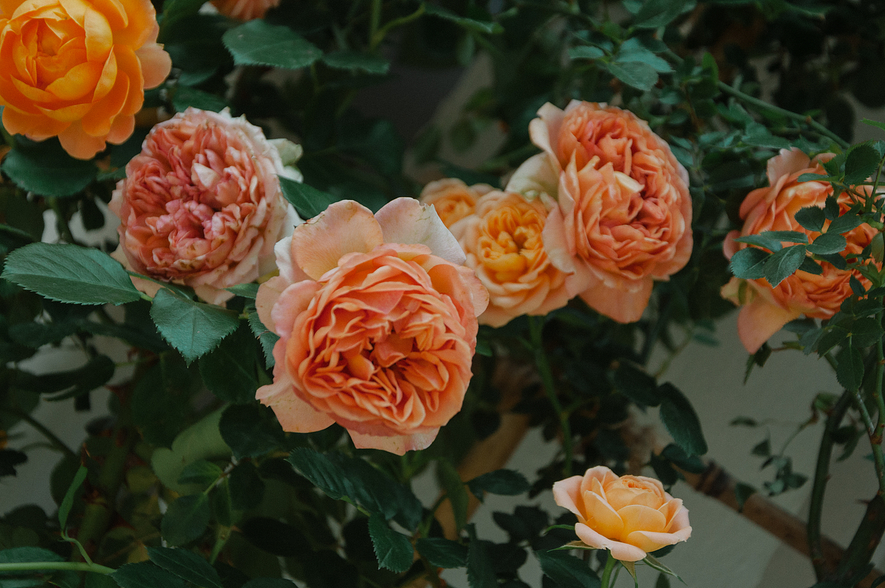 杭州小河直街的花花（图ZMjA3NDA3MTc2） - 风光摄影 - 站酷设计师小小何leo原创素材 - 站酷ZCOOL