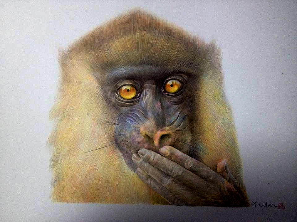 圆珠笔画  一只猴子重庆|设计爱好者亇亜5442216年前