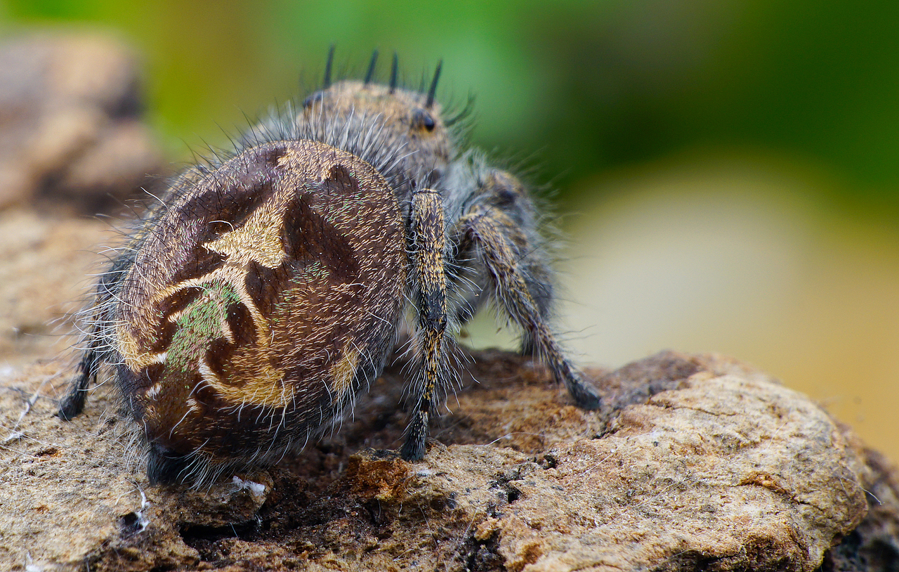 撒旦巨跳蛛【母】尾部