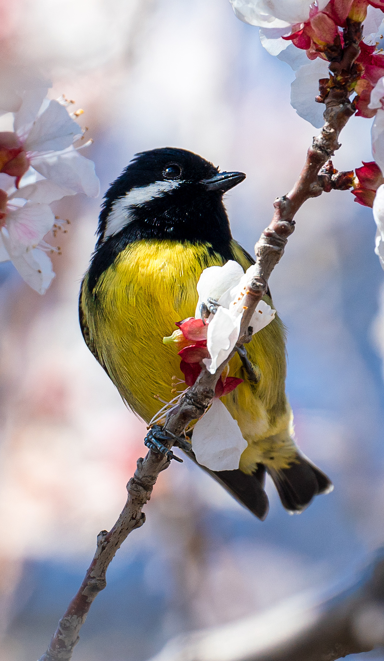 2021年4月踏青抓拍|摄影|宠物摄影|第九元素丨别小楼 - 原创作品