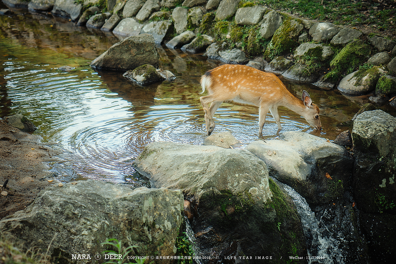 奈良の鹿（图ZMTIwODI4MjAw） - 宠物摄影 - 站酷设计师monkeyivan原创素材 - 站酷ZCOOL