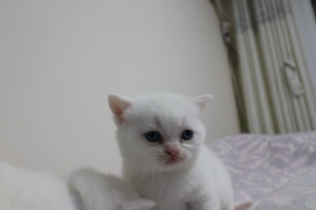 猫 161-英短-纯白-母-五粉-头无灰色毛-23-405g（图ZMjA4NjA3NTAw） - 宠物摄影 - 站酷设计师沐米猫舍原创素材 - 站酷ZCOOL