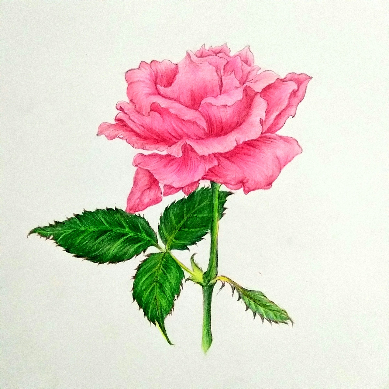 彩色玫瑰花|纯艺术|绘画|刘新iX - 原创作品 - 站酷 (ZCOOL)