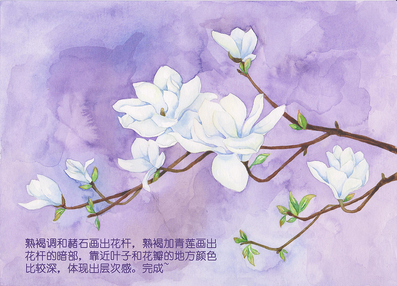 《二十四番花信風》水彩花卉繪畫技法——望春篇（圖ZNTI3ODgzMjQ=） - 商業(yè)插畫 - 站酷設計師吳都Jasmine原創(chuàng)素材 - 站酷ZCOOL