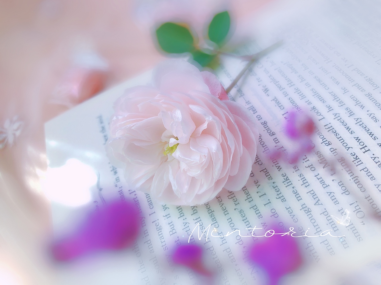 月季花-索菲罗莎（图ZMjc3ODk1MDE2） - 其他摄影 - 站酷设计师Mintoria原创素材 - 站酷ZCOOL