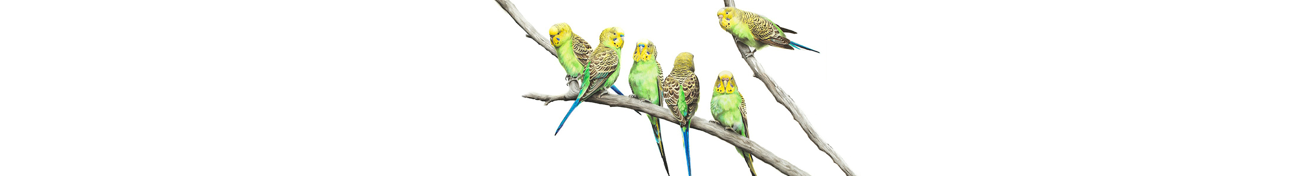 Roper20的个人主页（封面预览） - 主页封面设置 - 站酷设计师Roper20原创素材 - 站酷ZCOOL