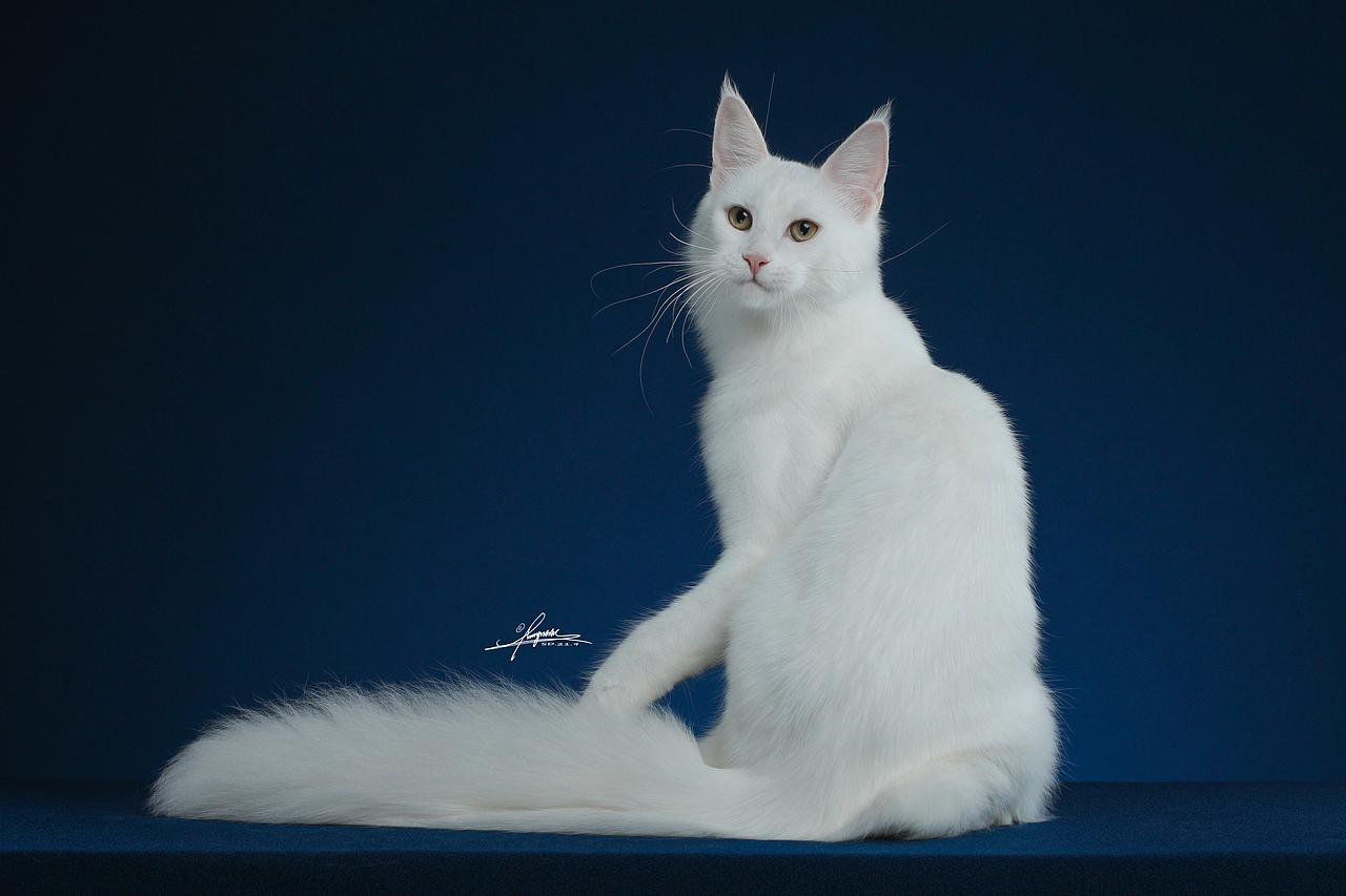 缅因猫-AMYWORKS赛猫摄影