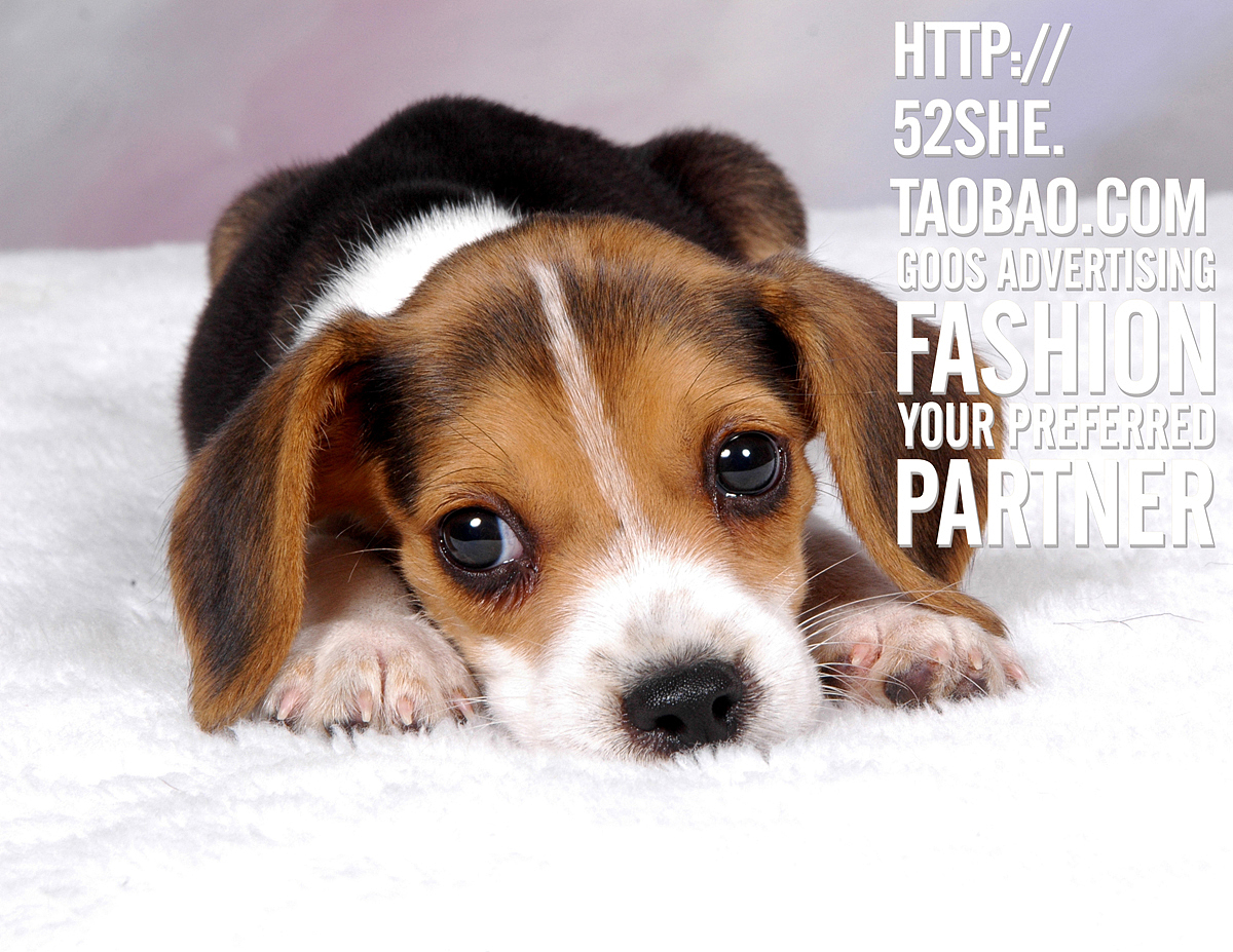 专业宠物摄影 宠物跟拍写真 狗狗猫咪萌照写真 上门拍摄摄影服务（图ZNTIwNzYyOTY=） - 宠物摄影 - 站酷设计师广州古斯广告原创素材 - 站酷ZCOOL