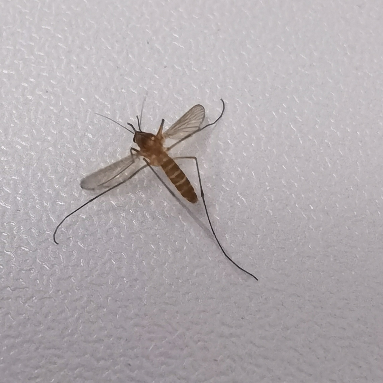 偶尔拍到的微世界～|摄影|宠物摄影|小蚊子abby - 原创作品 - 站酷