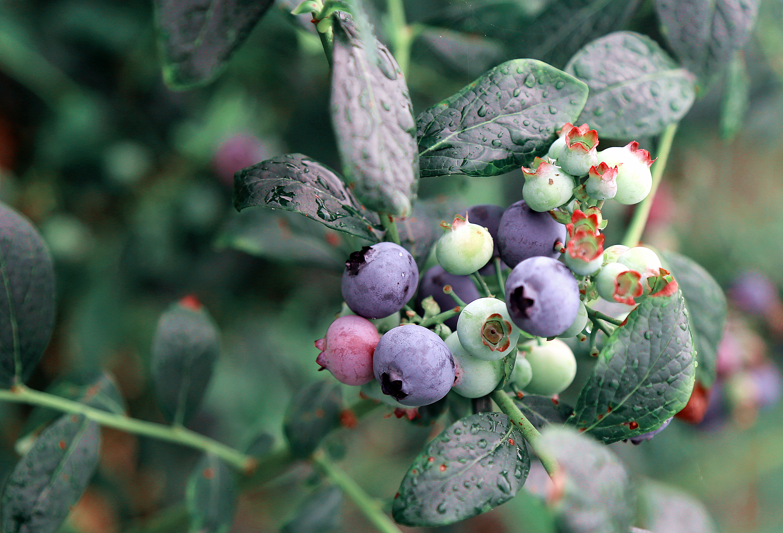 阴雨天的蓝莓