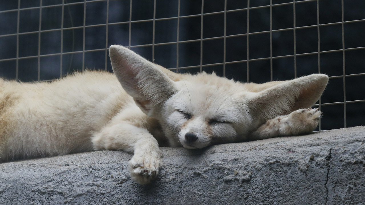 长隆飞鸟乐园-动物趣闻（图ZMjQ5NTU5NzE2） - 其他摄影 - 站酷设计师飞天猪猫原创素材 - 站酷ZCOOL